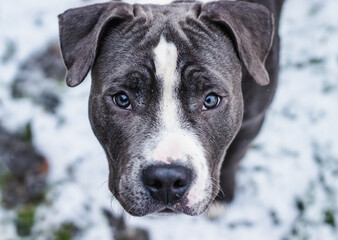 Blue and white American Staffordshire Terrier, Amstaff puppy dog looking into the camera bright Blue eyed pitbull Portrait with snowy background