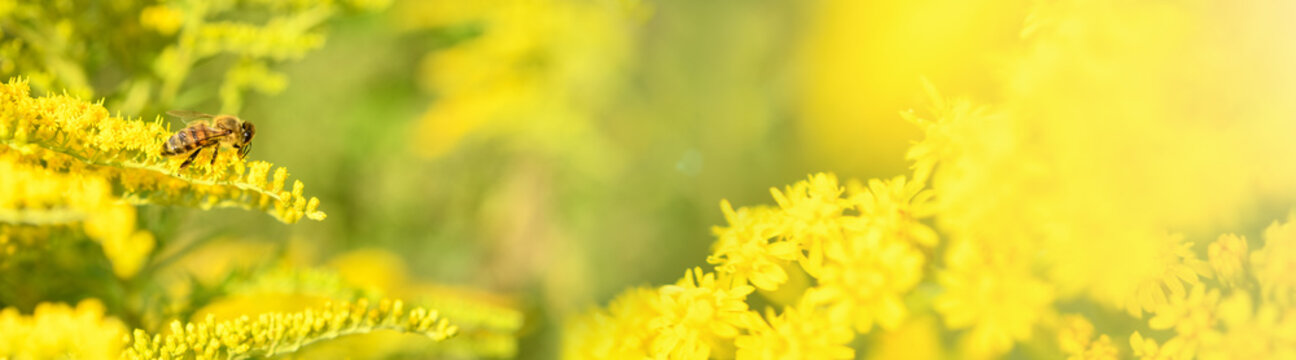 Bee and flower. Banner. Close up of a large  striped bee collecting pollen on a yellow flower Solidago (goldenrod common) on a Sunny bright day. Summer and spring backgrounds