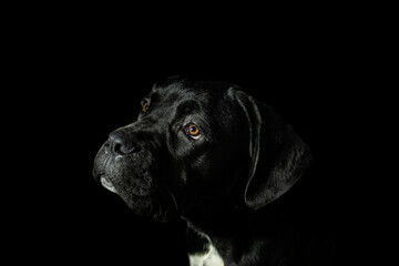 Black Cane Corso puppy, bright orange, brown eyes. Dog looking up on black background. Low key Italian Mastiff portrait	