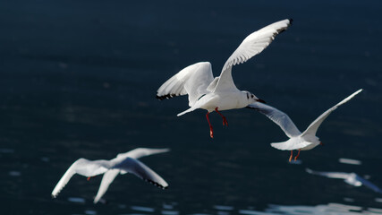 Seagull, flying together.