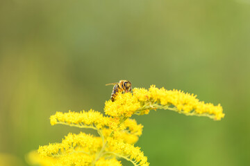 Bee and flower. Close up of a large striped bee collecting pollen on a yellow flower Solidago (goldenrod common) on a Sunny bright day. Macro photography. Summer and spring backgrounds