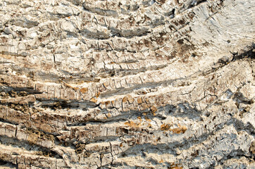 Close-Up of white rotting wood, texture of the old spoiled wood damaged