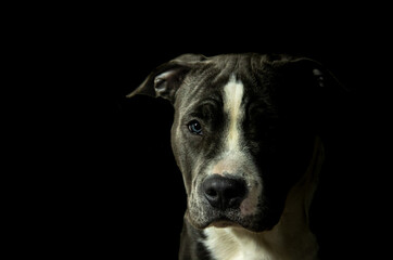 Blue and white American Staffordshire Terrier, Amstaff puppy dog looking into the camera Pitbull low key portrait bright blue eye on black background 