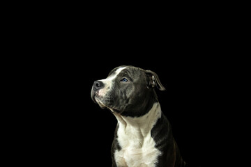 Blue and white American Staffordshire terrier, Amstaff puppy looking up on black background Pitbull portrait bright Blue eyes