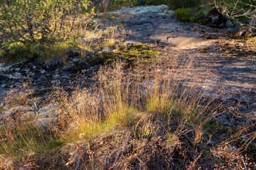 Rocky surface covered with grass and moss, at sunset, summer evening. 