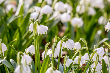 Beautiful snowdrop flowers in a forest in the natural reserve called Mönchbruch in Hesse, Germany at a cold day in spring.