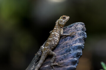 lizard on a tree