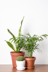 Three house plants in ceramic pots on the table. Cactus, Berpalme and sansevieria.