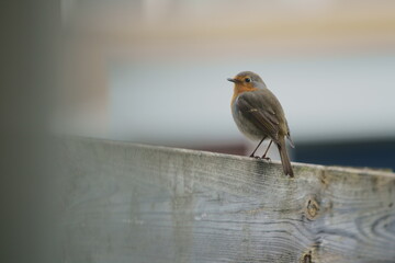 robin on a branch