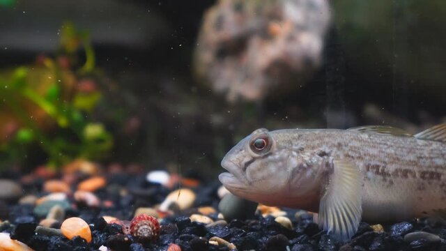 Wild freshwater fish goby in the aquarium. Cottus gobio