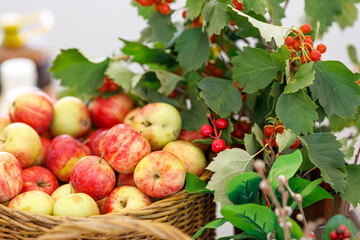 basket of apples and foliage with hawthorn berries