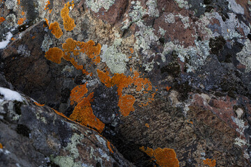 orange lichen on rock lichen on stone macro