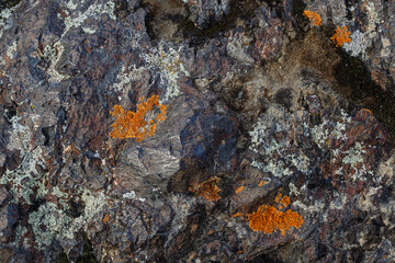 orange lichen on rock