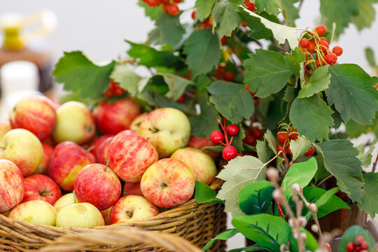 basket of apples and foliage with hawthorn berries