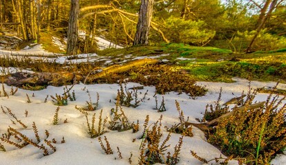 Plaża mchy i trawy nad morzem © Piotr