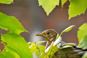 bird on a branch