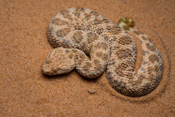 Saharan Sand Viper (Cerastes vipera), Israel