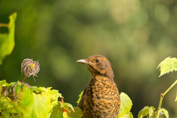 bird on a branch with green background