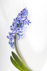hyacinth plant with blue flowers, bulbs and roots on a white background.