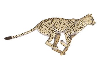 Running cheetah, one animal of African savannah, large spotted cat. Vector isolated object on a white background.
