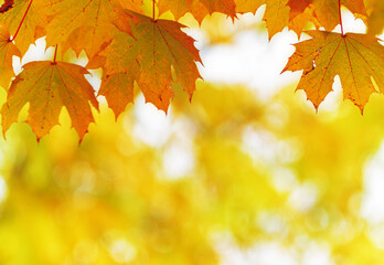 Naklejka na ściany i meble Autumn leaves in the park. Colorful autumn background.