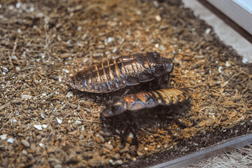 Madagascar hissing cockroach in aquarium. Gromphadorhina portentosa. Giant insects with selective focus and limited depth of field.