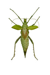 Giant stick insect Heteropterix Dilatata isolated on white background. Female Jungle Nymph insect.
