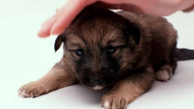 A girl's hand is stroking a cute little puppy on a white background. The dog purses its ears and sniffs everything