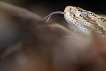 Central American Rattlesnake (Crotalus simus) - Guanacaste, Costa Rica