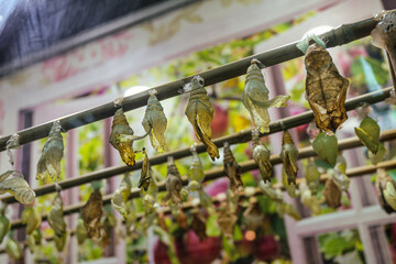 Rows of hanging cocoons of hatched various decorative butterflies