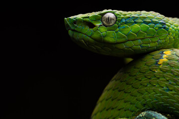 Side Striped Palm Pitviper (Bothriechis lateralis) - Monteverde, Costa Rica