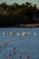 flamingo's at sunset