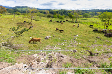 Panama Chiriqui province, cattle breeding