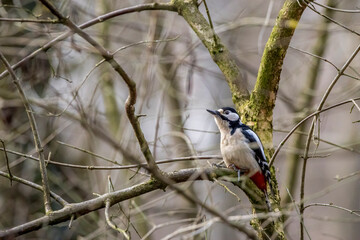 A spotted woodpecker on a tree at the Mönchbruch natural reserve in Mörfelden-Walldorf Hesse, Germany.