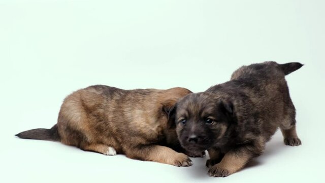 Two small puppies carefully sniff everything and study it against a white background. Brown and gray puppy