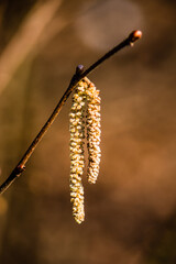 Catkins isolated on a twig
