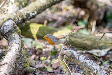 A robin songbird looking for food in winter.