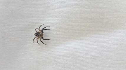 Small spider on the white linen background. Close-up spider photo shot on white background