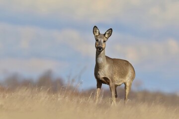 Naklejka na ściany i meble close up portrait of a roe. Roe deer standing on the meadow. Spring in the nature. 