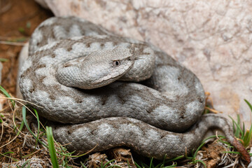 Nose Horned Viper (Vipera ammodytes) female, Croatia