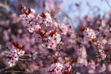 japan cherry blossoms flowers , pink tree branch, soft focus. change of season, spring,