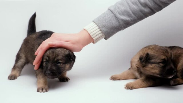 A woman's hand pats the cute little puppies on the back and head. The brown puppy is lying down. a gray puppy wags its tail