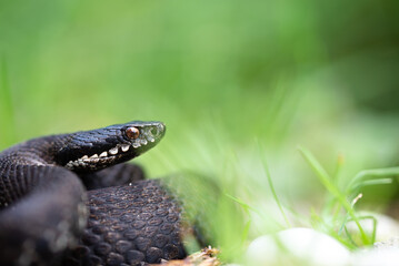 Bosnian Adder (Vipera berus bosniensis) female - Slovenia