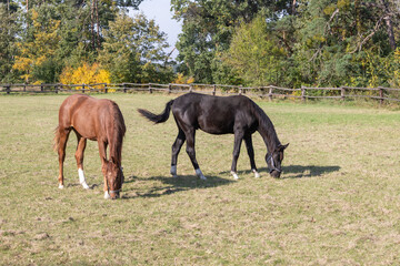 Obraz premium A brown and black horse grazes in a corral on a green field.