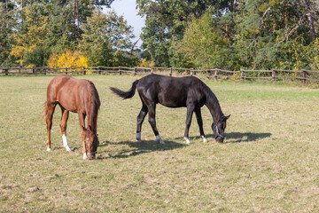 A brown and black horse grazes in a corral on a green field.