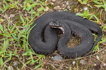 Bosnian Adder (Vipera berus bosniensis) female - Slovenia