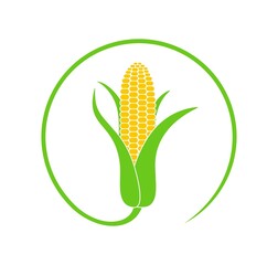 Corn logo. Isolated corn on white background