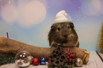 Meerschweinchen am Weihnachten