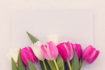 delicate pink and white tulips on a light background