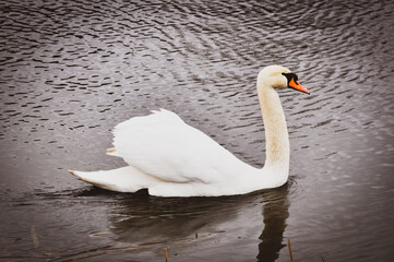Łabędź  © Sebastian